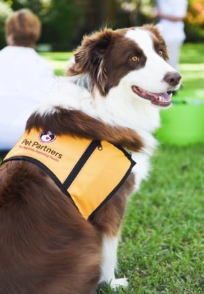 Pet Partners therapy dog