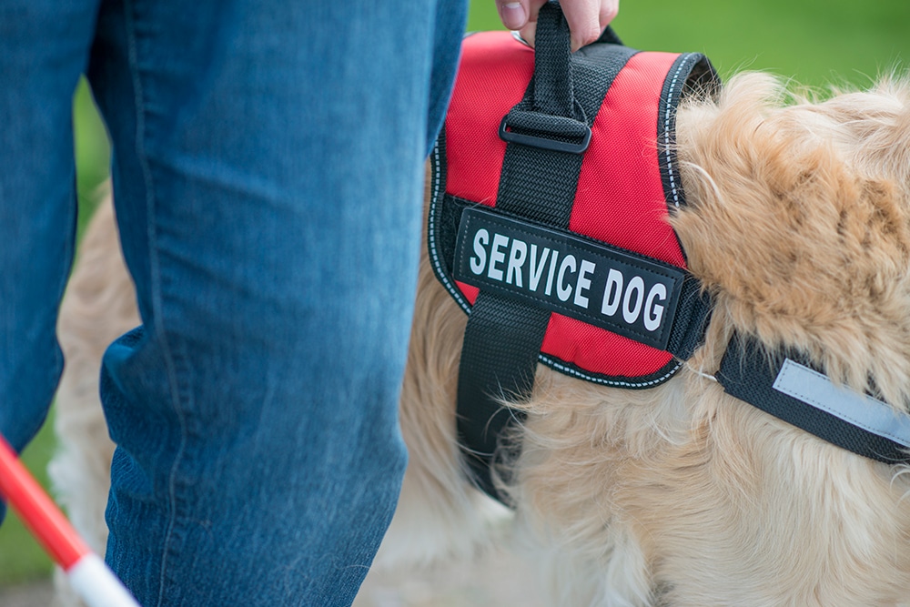 service dog