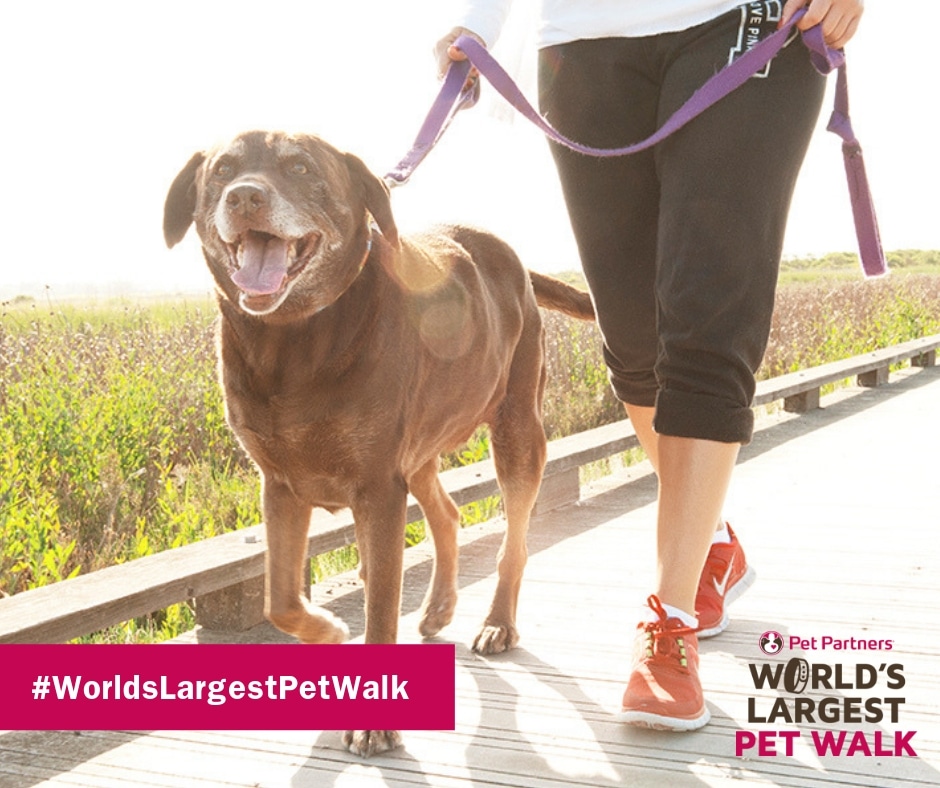 Person and dog on leash for World Largest's Pet Walk