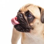 A dog touches its nose with its tongue.