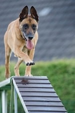 A dog with its tongue hanging out approaches a ramp in an obstacle course.