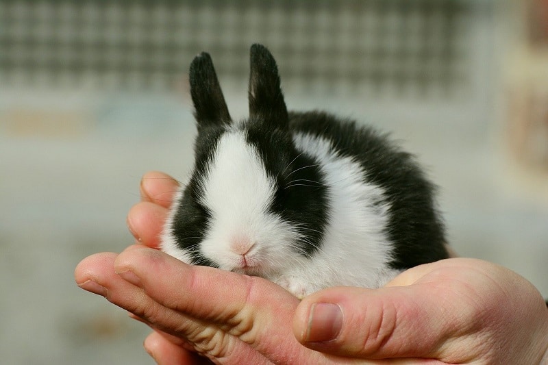 Therapy rabbits for sales anxiety