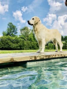 Therapy dog Sully by a pool