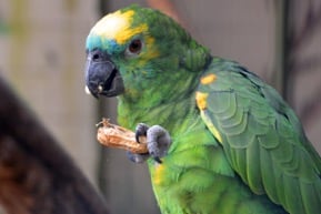 A parrot eating a peanut