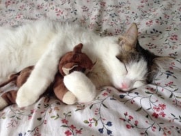 A sleeping cat cuddling a teddy bear