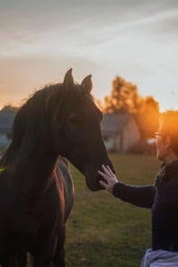 A person affectionately touching a horse's muzzle