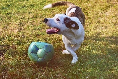 A happy mixed-breed dog playing with a soccer ball