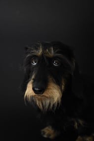 A dark image of a dog looking unhappy or frightened