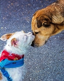 A white and brown terrier, wearing a red bandanna and a blue harness, is laying their muzzle on the muzzle of a larger light brown mixed breed dog. This interaction appears to be affectionate.
