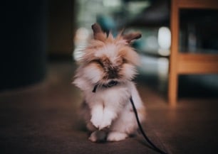 A lionhead rabbit standing up on back legs and wearing a harness and leash