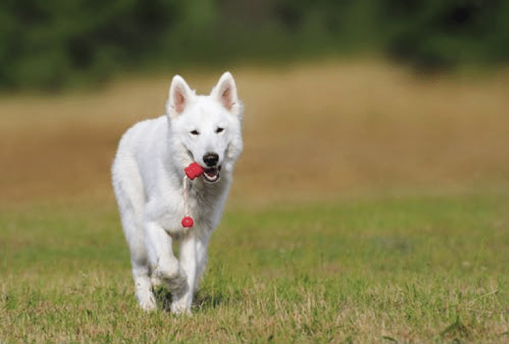 A white German shepherd dog retrieving a rope toy with a happy expression