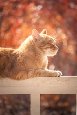 An orange tabby cat lying contentedly on a railing in the sun with eyes closed