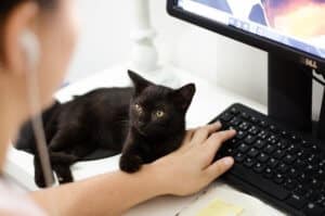 Black cat with person typing. Photo by Ruca Souza from Pexels