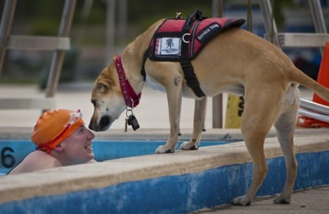 A dog wearing a SERVICE DOG vest checking in on a person in a pool