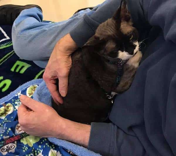 A Cornish rex lies in the arms of a person on a hospital bed.