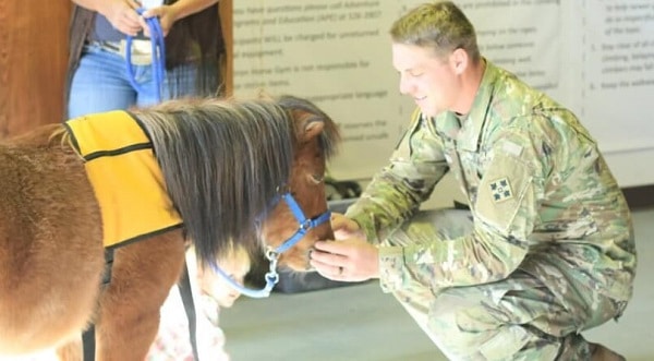 A veteran petting a mini horse wearing a Pet Partners vest