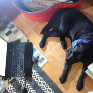 A black Lab therapy dog looking at the screen of a laptop during a virtual visit