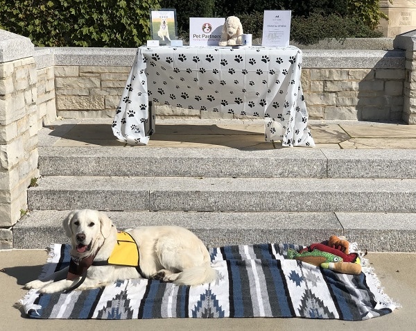 A golden retriever therapy dog wearing a Pet Partners vest and bandanna lying on a blanket in front of a table with Pet Partners promotional materials