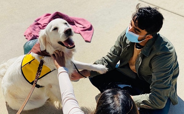 A golden retriever with a happy expression wearing a Pet Partners vest and bandanna while being petted by two people