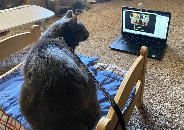 A gray therapy cat in front of a laptop during a virtual meeting