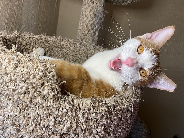 A young orange and white cat lying in a cat tree and meowing