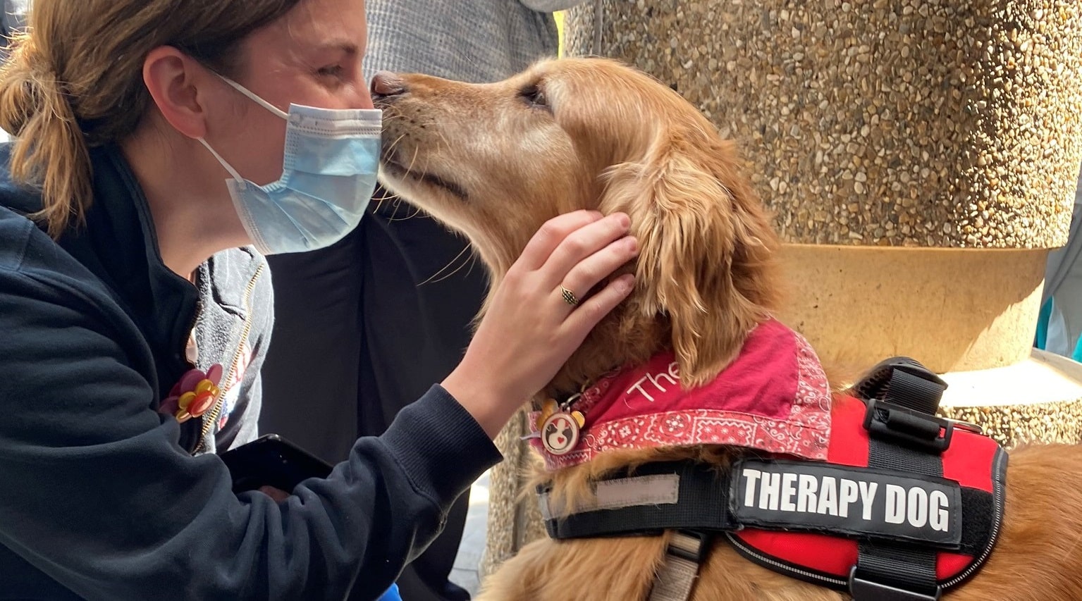 A Pet Partners therapy dog visits with a masked healthcare worker