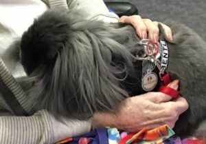 A therapy rabbit being cuddled by a senior