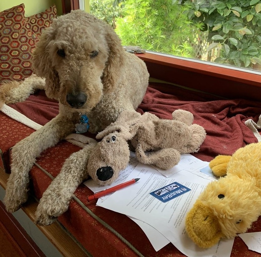 A goldendoodle in a window seat with two of her toys and letters her handler is writing