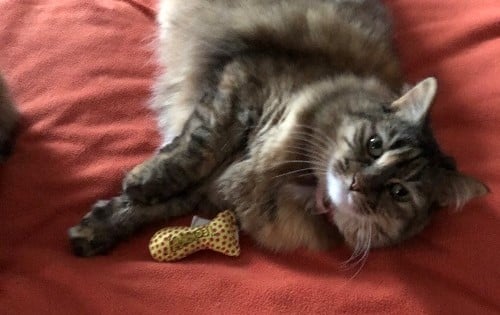 A large fluffy tortie-tabby cat lying on a bed with a toy
