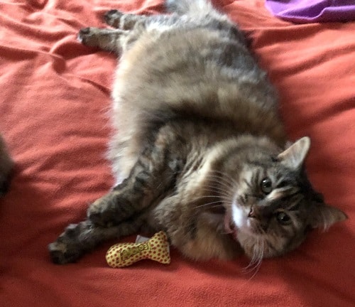 A fluffy brown tortie-tabby cat lying contentedly on a bed with a toy