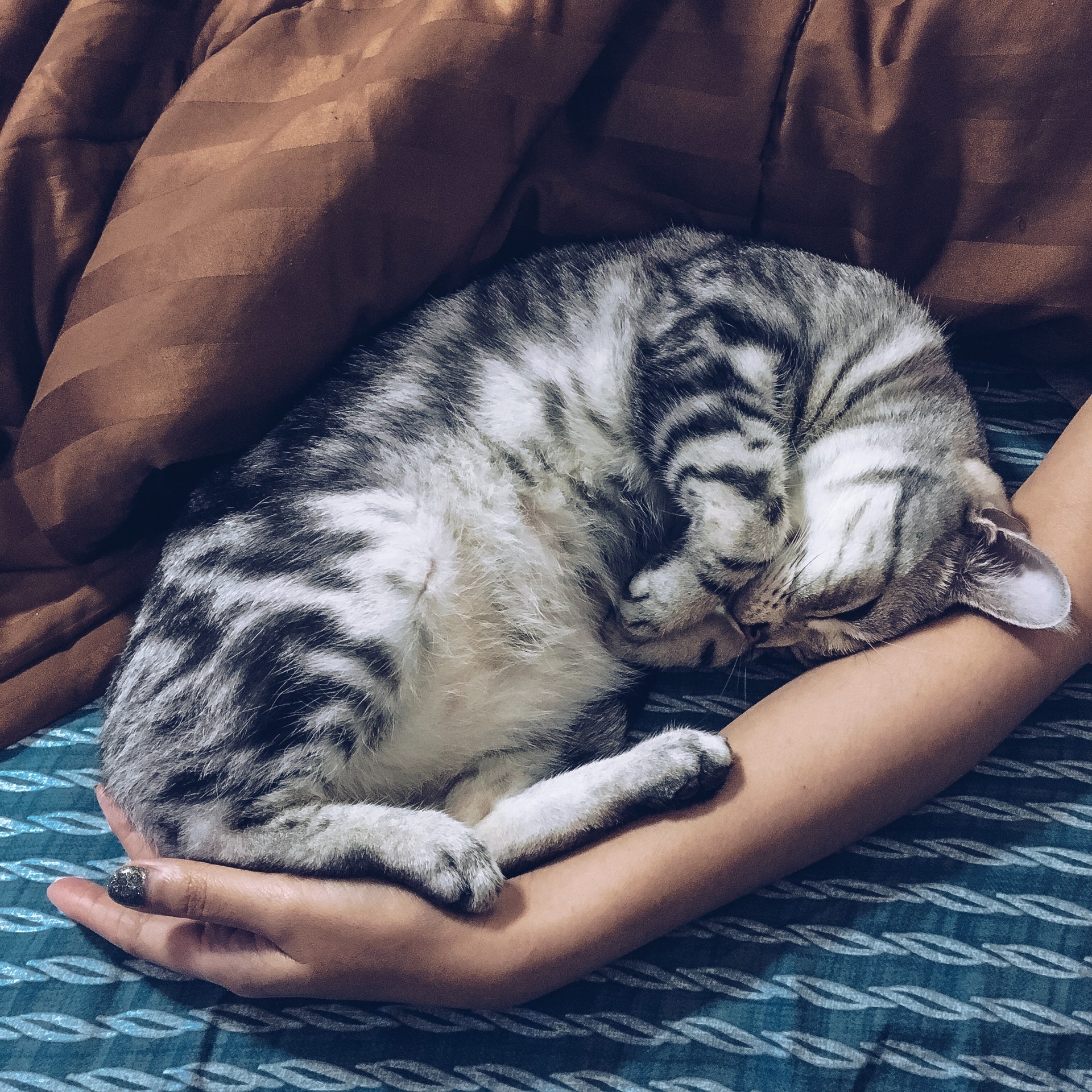 A silver tabby cat curled in a person's arm in bed