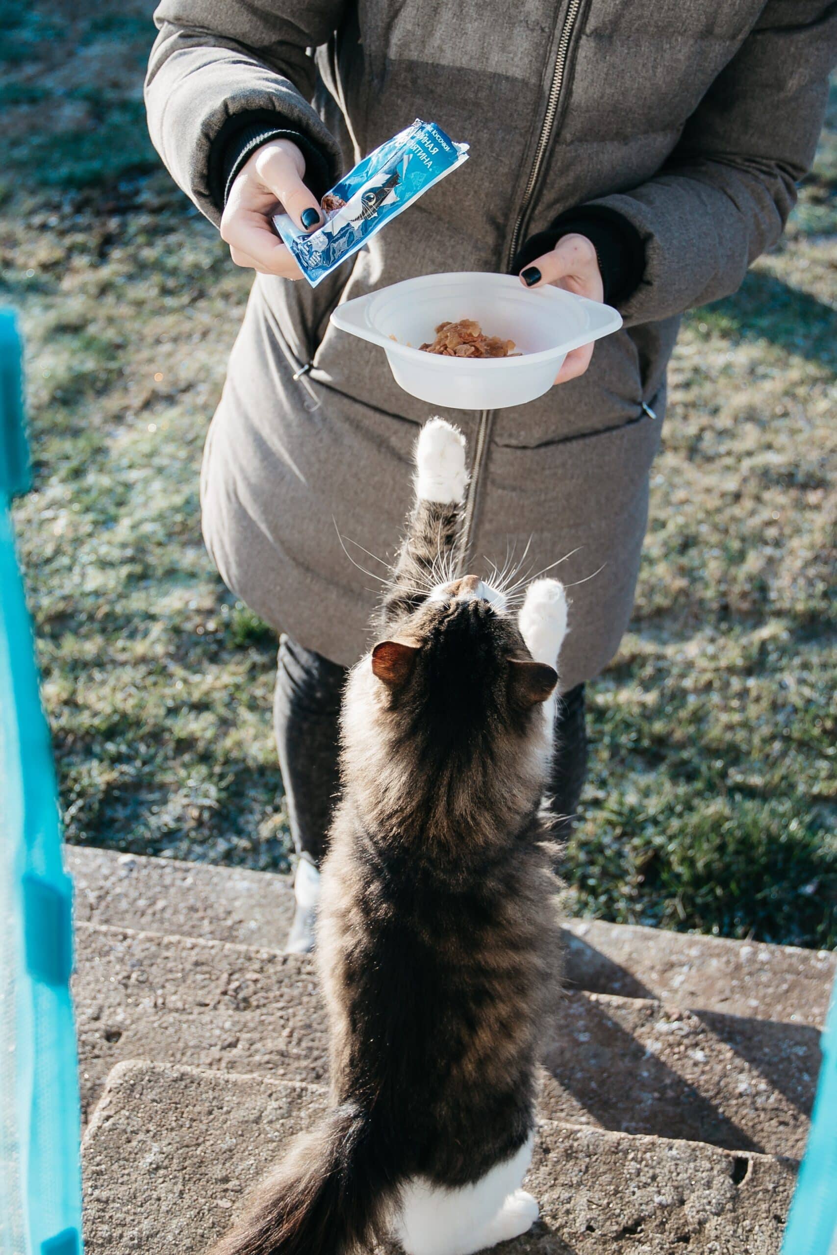A person presenting a bowl of food to a cat