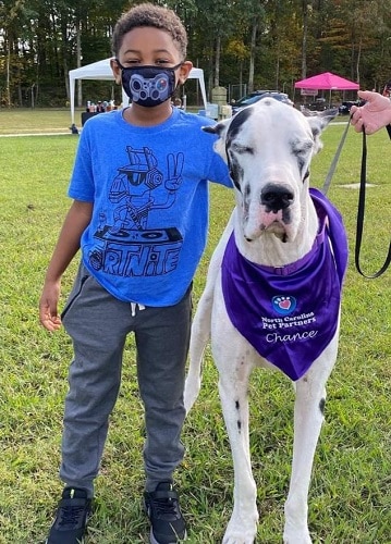 A happy young boy wearing a mask standing next to a great Dane therapy dog