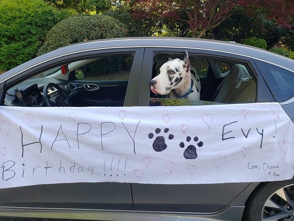 A great Dane therapy dog with his head out the window of a car. The car has a banner reading "Happy birthday Evy! Love, Chance & Marcia"