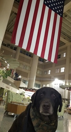 A brown Lab mix therapy dog sits under an American flag in the atrium of the Minneapolis VA medical center