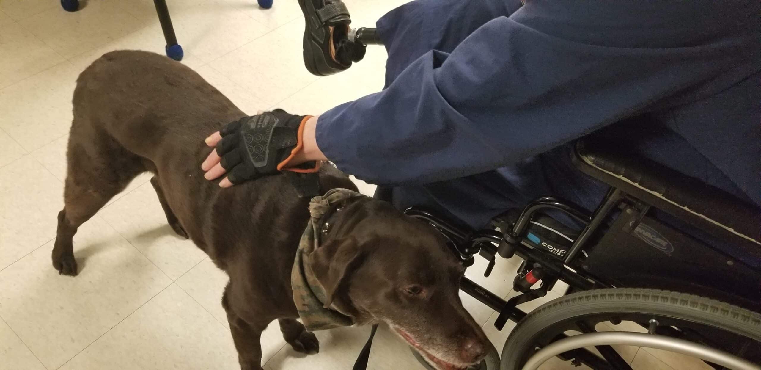 Wilson, a chocolate Labrador therapy dog, is petted by a person using a wheelchair who has a prosthetic limb.