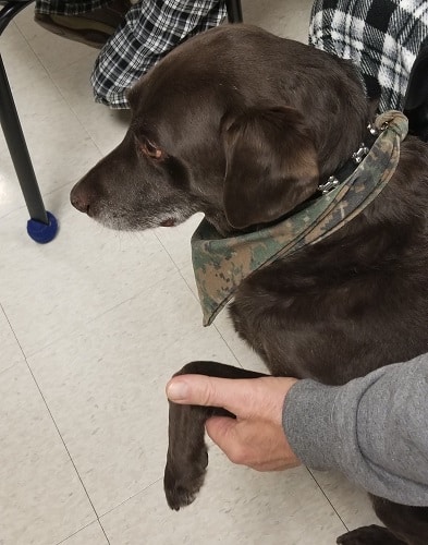 A brown Lab mix therapy dog sits with an injured veteran who is holding Wilson's paw