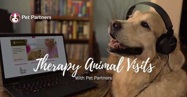 A golden retriever wearing headphones and sitting in front of a laptop screen. Text reads Therapy Animal Visits with Pet Partners