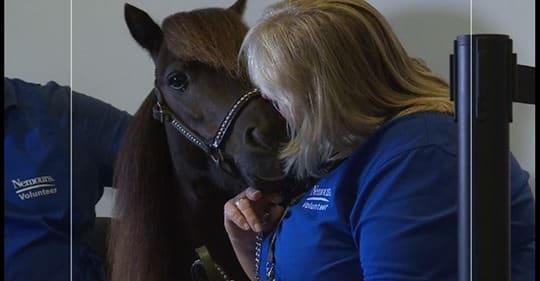 A therapy animal handler snuggles with her mini horse.