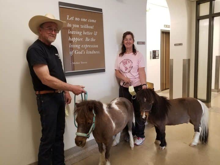 Two therapy animal handlers with mini horses in a hospital hallway