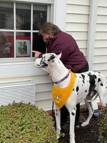 A great Dane therapy dog and his handler making a window visit with a person at a residential care facility.