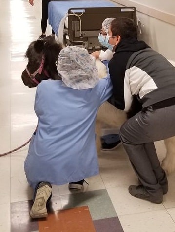 Three nurses hugging a therapy mini horse