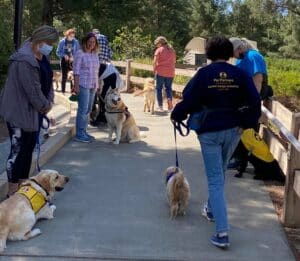 A group of guide dogs in training walk with several Pet Partners therapy dog teams in a park.