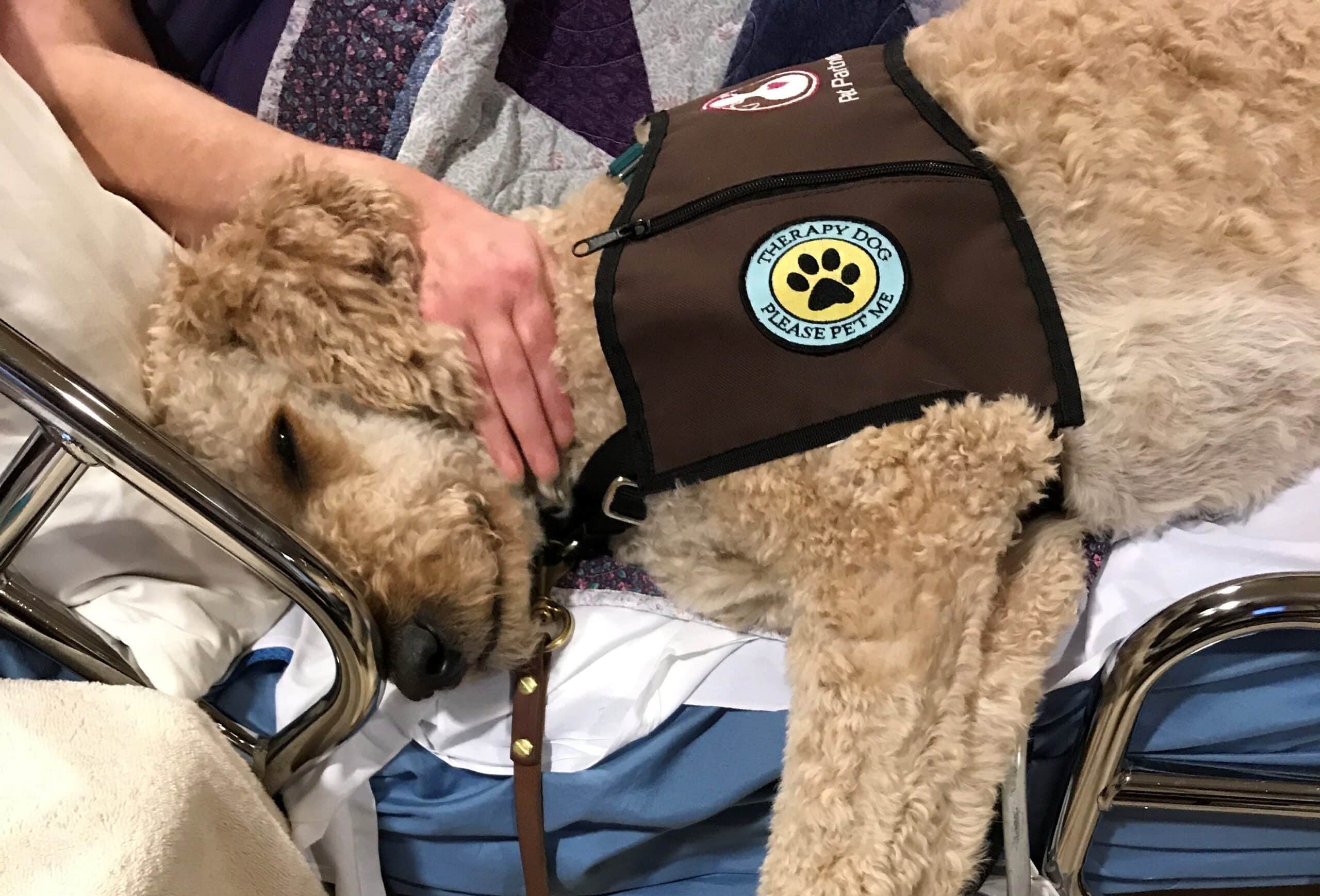 A goldendoodle therapy dog lies on a hospice patient's bed, with the patient's hand resting on the dog