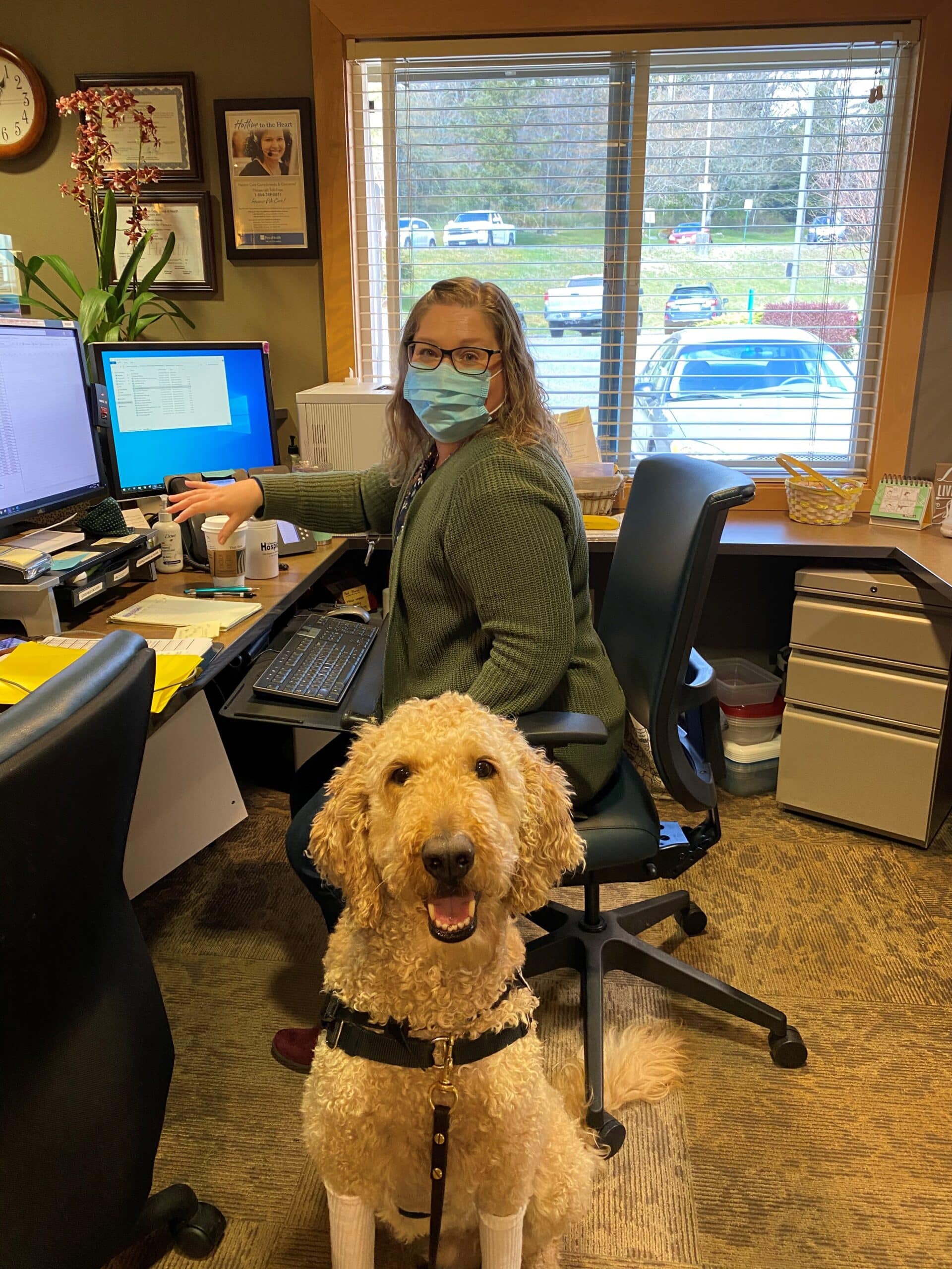 A golden doodle therapy dog visits a hospice staff member in her office