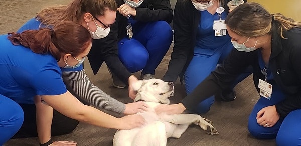 A group of medical staff in scrubs pets a therapy dog that is laying on the floor.