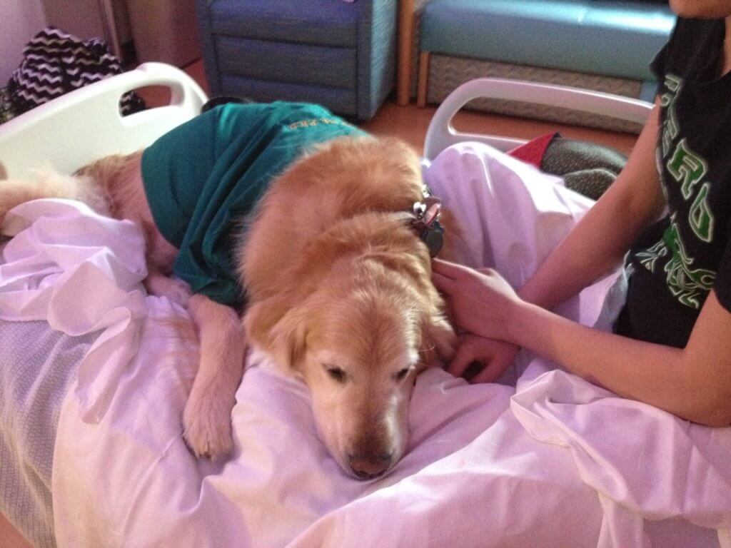 A dog lays on the bed of a hospital patient.