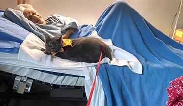 A therapy cat on a blanket sits atop a woman's hospital bed.