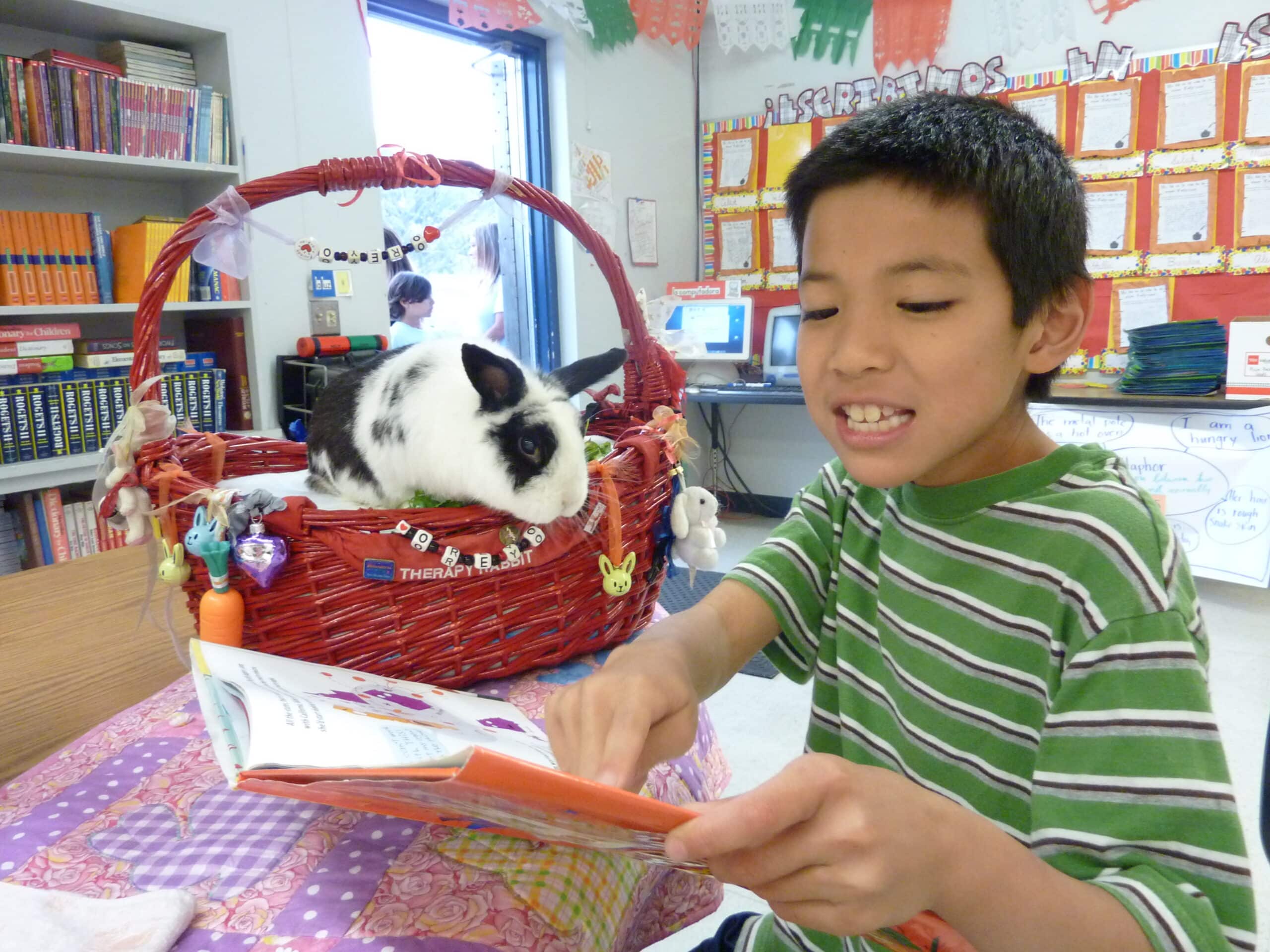 A boy reading a book to a black and white rabbit