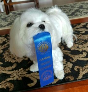 A Maltese dog holding a Canine Good Citizen ribbon in her mouth